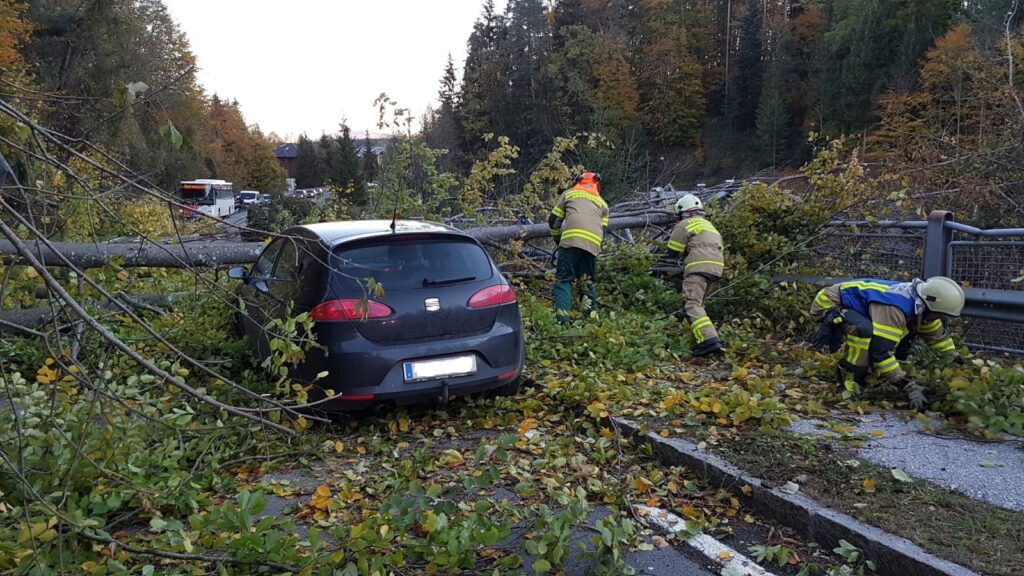 Auto unter Baum